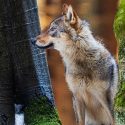 Parc à loups en Sologne : l’avis condescendant du commissaire-enquêteur