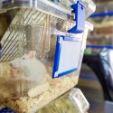 In 2024, mice and rats continue to be subjected to the worst experiments in French laboratories