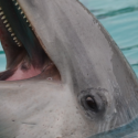 The suffering of captive dolphins: the legal fight on the poolside