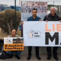 Pour obtenir la libération de l’éléphante Maya du cirque qui bafoue ses besoins élémentaires, One Voice organise un rassemblement devant la préfecture d’Agen, place de Verdun, le 18 novembre 2017 à 14h.