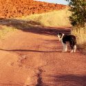 Après les loups, abattages de chiens pour calmer les éleveurs