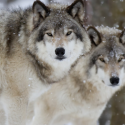 Victoire des Français et des loups !