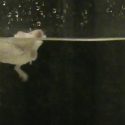 Rats and mice experimented on: One Voice condemns Inserm to reveal its forced swimming footage