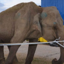 One voice in legal action for the release of the elephant Maya