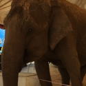 Cirques avec animaux : la municipalité de Tours claque la porte au nez de l’association One Voice