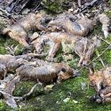 A mass grave for foxes in Jura: we are filing a complaint!