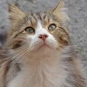Trial for the cat Chevelu: One Voice asks for an exemplary sentence