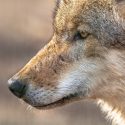 Savoie: 3 wolves killed illegally