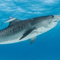 À propos de la campagne de «pub» du Centre Sécurité Requin