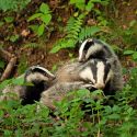 Vènerie sous terre des blaireaux : six organisations de protection de la nature et de la faune sauvage saisissent le Ministère