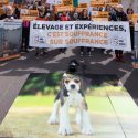 Contre l’agrandissement de l’élevage de chiens pour les laboratoires de l’Allier, One Voice au tribunal administratif de Clermont-Ferrand le 12 octobre.