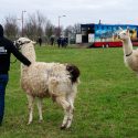 The end of circus life for llamas, horses, cows and dromedaries abandoned by Cirque de Paris