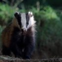 Underground hunting with hounds: hunting down badgers was illegal!