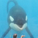 Marineland: the shocking expert report for the orcas led by the Ministry of Ecology