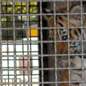 Tiger shot dead in the middle of Paris: One Voice has filed a complaint and has asked for the ban on animals in circuses