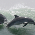 A planned end to dolphinariums in France!