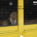 Audience à Vannes ce 12 février 2024 pour un lion et deux lionnes détenus par le cirque William Zavatta