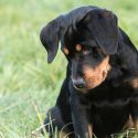 May 24th, One Voice civil law suit at the trial of a domestic tyrant who axed to death an injured puppy in front of his 11-year-old step son