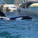 One Voice at the State Council against dolphinariums, to defend dolphins and orcas in captivity