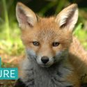 One Voice applaudit: le groupe Prada annonce une politique sans fourrure et rejoint ainsi le programme international Fur Free Retailer