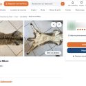 Animal trafficking: Leboncoin is back publishing adverts from a wild cat skin seller