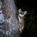 Second condemnation of the National Museum of Natural History: One Voice obtains transparency on the breeding of gray mouse lemurs!