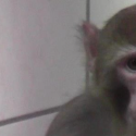 One Voice exige de savoir où sont les singes de l’Institut Max-Planck
