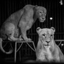 Wild animals in circuses, One Voice answers to the SNVEL