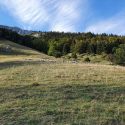 Troupeaux de montagne peu protégés : c’est les loups qui trinquent !