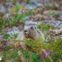 Justice : six associations déposent un recours contre la chasse aux marmottes et aux lièvres variables en Savoie