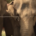 Cirques : One Voice demande la libération de trois éléphants