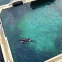 Rassemblement devant Marineland Antibes le 13 juin pour la fermeture des delphinariums