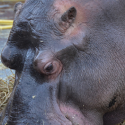 Historical announcement: in an answer to One Voice, the national order of veterinarians condemns wild animal shows in roaming circuses and thus legitimizes one voice’s combat for their release