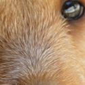 Les chiens
