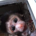 Mobilization of One Voice against the air transport of monkeys destined for animal experimentation and the role of Air France in particular