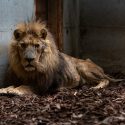 En réponse à la préfecture de l’Eure, à la suite de la saisie du lion Jon
