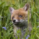 Victoire : les renards de l’Oise épargnés !