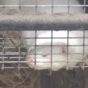 An ecological disaster concerning the liberation of the minks of Montarlot