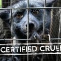 Fur Industry “WelFur” scheme criticized by veterinarians for masking animal suffering and condemned as “cynical PR spin” by animal campaigners