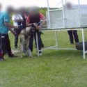 Unique investigation: One Voice denounces the violence used in the sport of dog obedience training