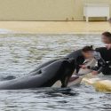 The court prohibit Marineland from relocating the orcas before the end of the independent assessment