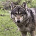 One Voice dénonce et attaque un arrêté préfectoral illégitime contre les loups