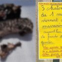 Chatons massacrés et décapités, ou l’horreur de l’errance féline en France