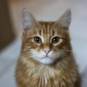 Pour les chats errants, inauguration du Chatipi à la Maison d’accueil spécialisée de Montanay le 24 juin 2021 à 15h