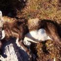 Huit associations de défense des animaux et de la nature  demandent en justice l’arrêt urgent du massacre des bouquetins du Bargy !