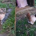 Chats drogués abandonnés sur une route : One Voice présente à l’audience de leurs bourreaux à Montauban