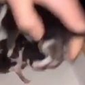 Kittens thrown from the top of a bridge by a teenager: the need to raise awareness of animal suffering among young people