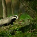 Badger digging: suspensions in Aveyron and Cher, new hearings in seven other departments!