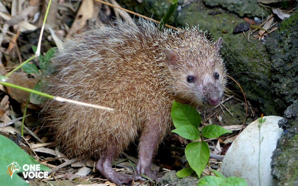 Reunion Island: the court condemns the digging up of common tenrecs ...