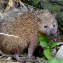 Hearing on 7 February 2024 for an urgent suspension on tenrec hunting in Réunion